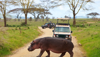 10 Days Best Of Tanzania Southern Circuit Safari