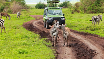 10 Days Best Of Tanzania Southern Circuit Safari