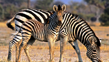 11 Days  Standard Wildlife Adventure Safari