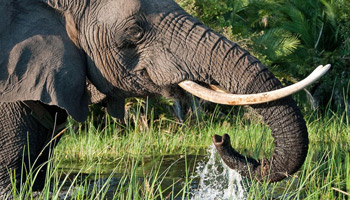 11 Days  Standard Wildlife Adventure Safari