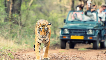 11 Days  Standard Wildlife Adventure Safari
