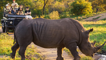 11 Days  Standard Wildlife Adventure Safari