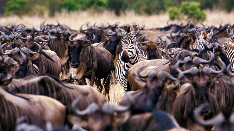 13 Days Tanzania Luxury Safari - Wildebeest Migration & Zanzibar Beach Holiday