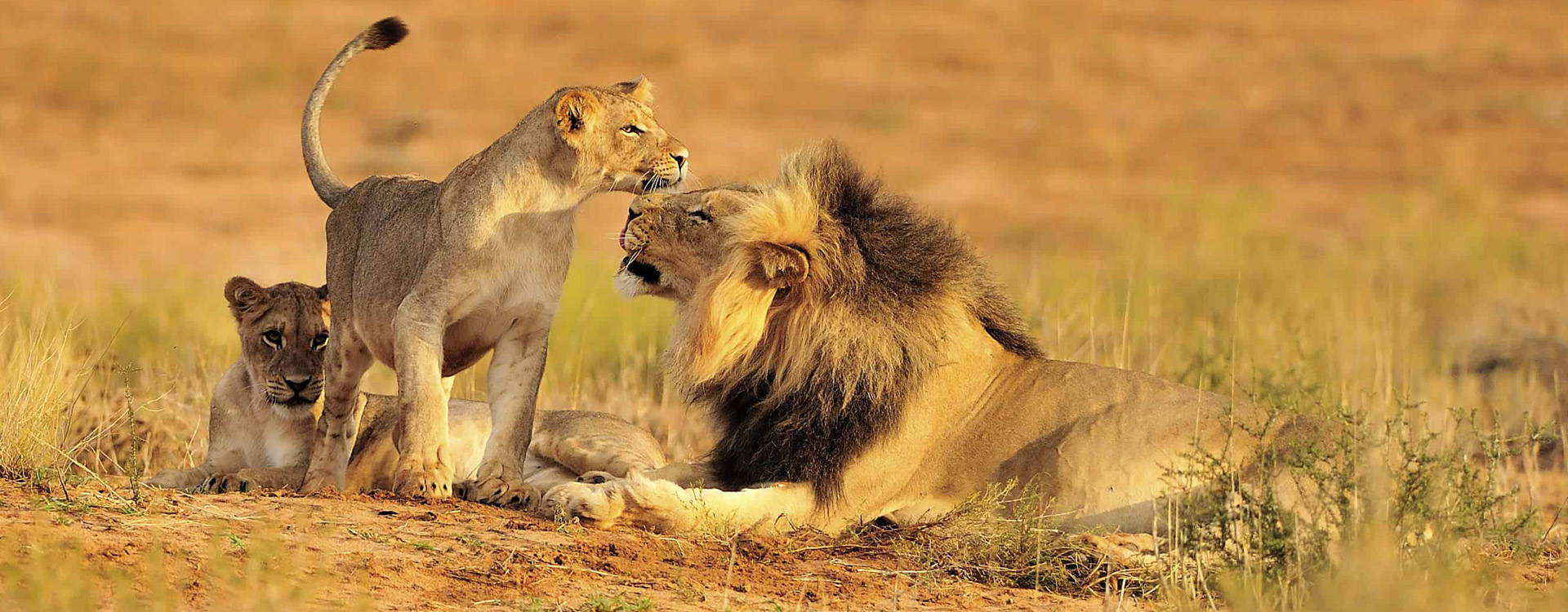 2 Days Southern Safari to Mikumi