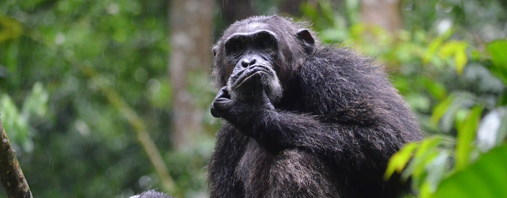 4 Days Tanzania Western Safari to Mahale