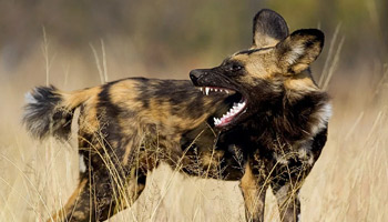 4 Days Tanzania Western Safari to Gombe and Kigoma