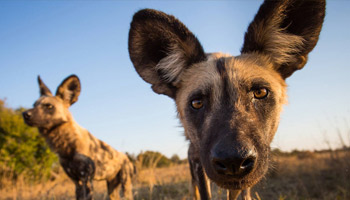 4 Days Tanzania Western Safari to Gombe and Kigoma