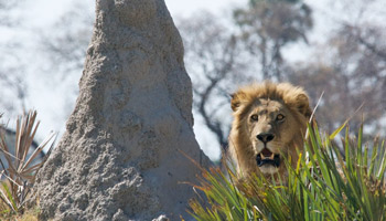 5 Days Africa Eye Catch Wildlife Safaris