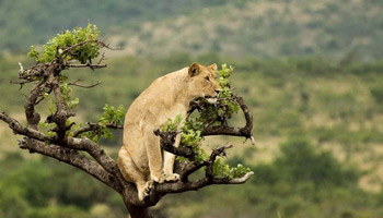 5 Days Africa Eye Catch Wildlife Safaris