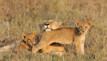 7 Days Tanzania Safari To Mikumi And Nyerere