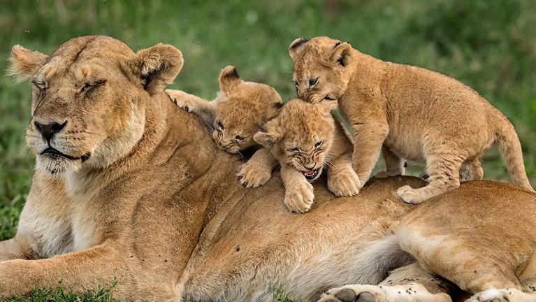 7 Days Tanzania Safari To Mikumi And Nyerere