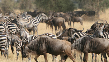 7 Days Tanzania Heritage Wildlife Safaris