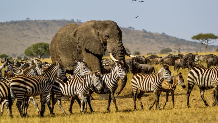 7 Days Tanzania Heritage Wildlife Safaris