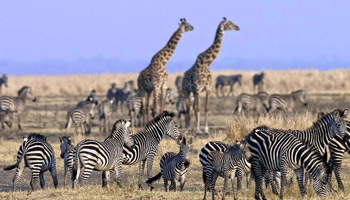 7 Days Tanzania Western Safari to Katavi and Mahale