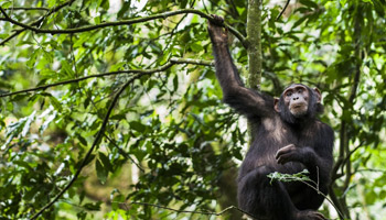 7 Days Tanzania Western Safari to Mahale, Gombe and Kigoma