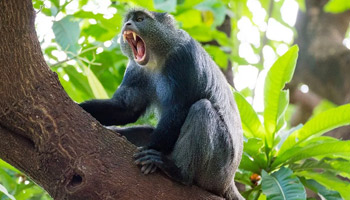 7 Days Tanzania Western Safari to Mahale, Gombe and Kigoma