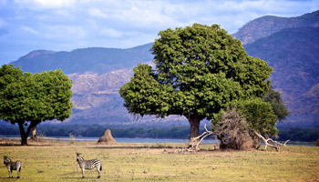 7 Days Tanzania Western Safari to Mahale, Gombe and Kigoma