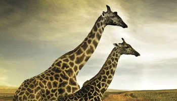 7 Days Tanzania Western Safari to Mahale, Gombe and Kigoma