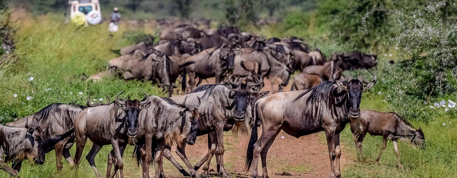 9 Days Honeymoon Safari - Wildebeest Migration & Zanzibar Beach Holiday