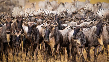 9 Days Honeymoon Safari - Wildebeest Migration & Zanzibar Beach Holiday