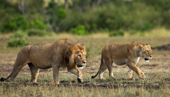 9 Days Tanzania Special Wildebeests Migration & Hot Air Balloon Safari