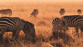 9 Days Tanzania Special Wildebeests Migration & Hot Air Balloon Safari
