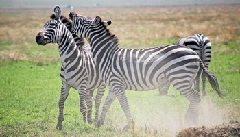 9 Days - Tanzania Wildlife & Cultural Dream Safaris