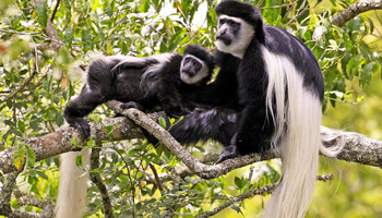 Arusha Park Day Trip