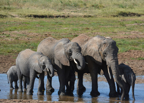 katavi National Park
