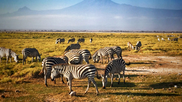 Kilimanjaro Day Trip