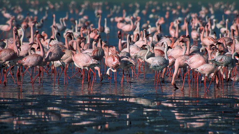 Lake Manyara Day Trip