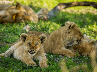 7 Days Tanzania Safari To Mikumi And Nyerere