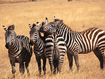 7 Days Tanzania Western Safari to Katavi and Mahale