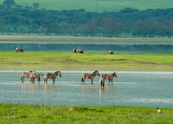 Ngorongoro Conservation Area