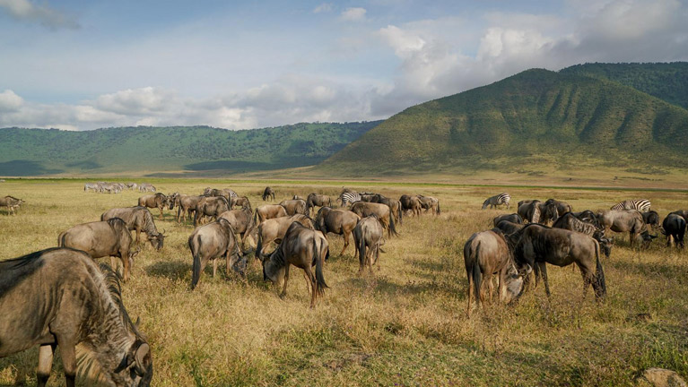 Ngorongoro Creater Day Trip