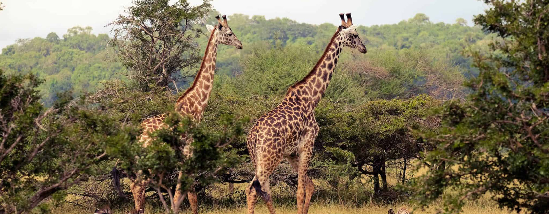 Saadani National Park