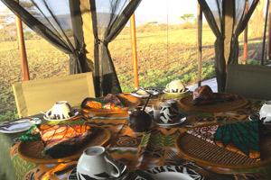 Thorn Tree Tented Camp